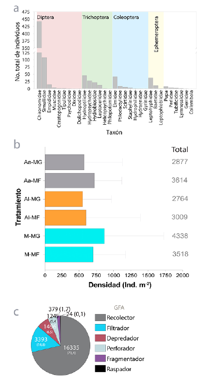 Abundancia total (a), densidad total (b) y por grupos funcionales alimentarios (c, se muestran los valores de abundancia y su correspondencia en porcentaje) de macroinvertebrados colonizadores de hojas de Alnus acuminata (Aa), Andesanthus lepidotus (Al) y una combinacin de ambas especies (Aa : Al), asociados con bolsas de malla de poro grueso y fino en la Quebrada Las Perlas (Ibagu, Colombia). Abreviaturas como en la Figura 2a.