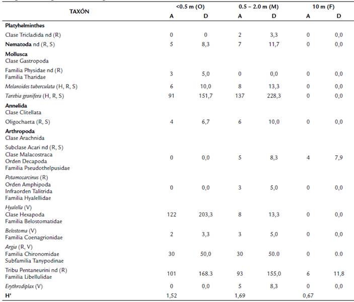 Taxones registrados a diferentes estratos de profundidad (O, M, F) en zona noreste del lago de Coatepeque. A: abundancia, D: densidad (ind/m2), H: superficies duras, H': Indice de Shannon-Weaver, nd: no determinado, R: rocas, S: sedimento, V: vegetaci�n emergente o sumergida. Fila en letra negrita.
