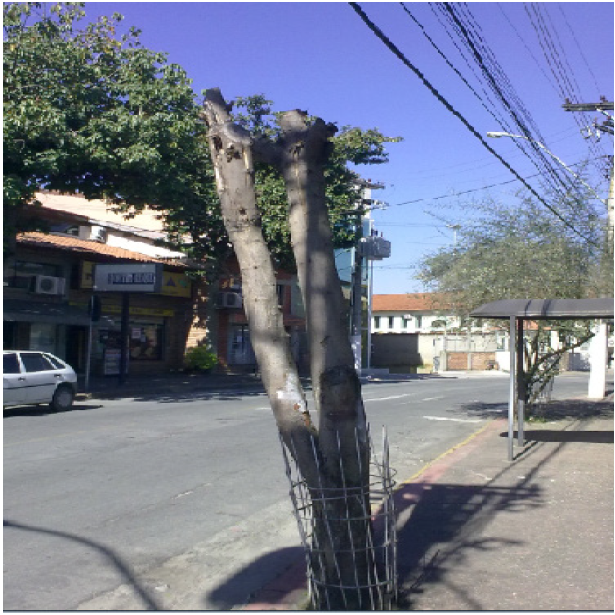 Corte radical
com morte da espécie