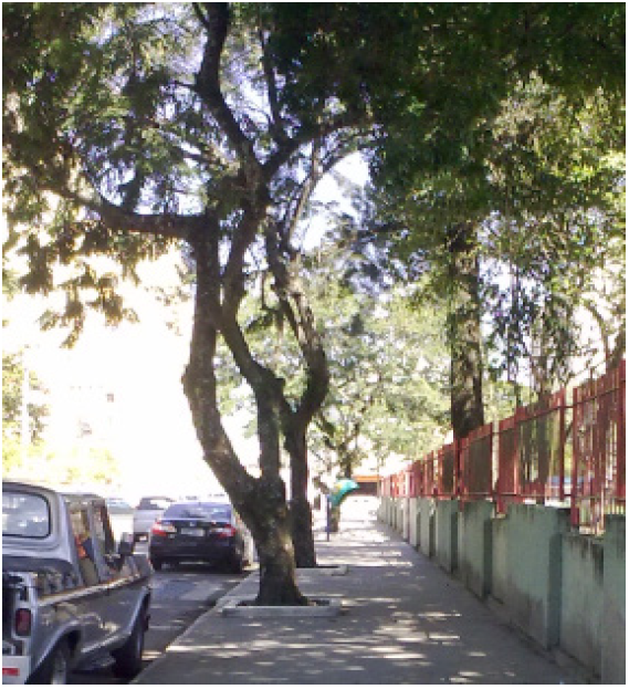 Forma adequada de plantio