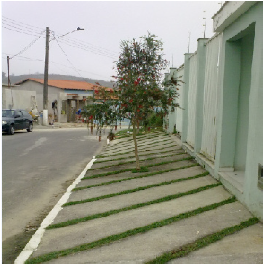 Espécie exótica
e plantio inadequado