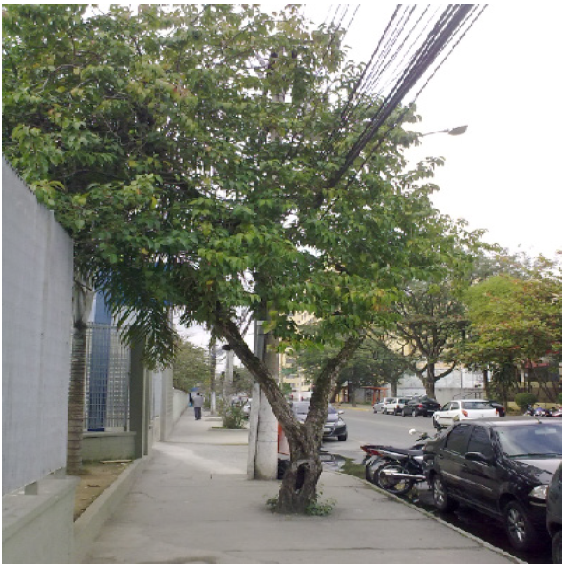 Espécie
inadequada ao local