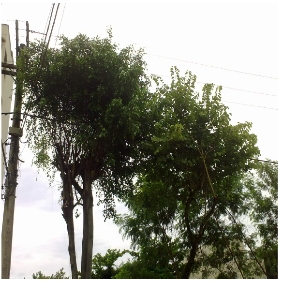 Copa em meio aos
fios da rede elétrica