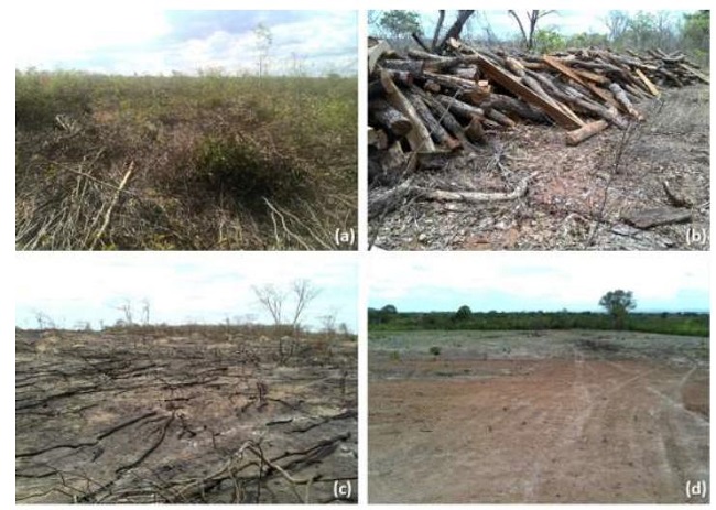 Different aspects of the deforested areas found in the field: recent deforestation, with trunks and branches left on the terrain (a); selective logging for timber exploration (b); fire scars in a previously deforested area (c); and bare soils prepared for crop or pasture plantation (d).