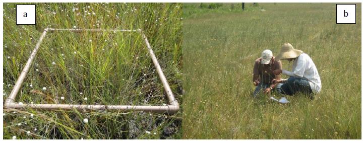 Coleta de capim dourado nos Campos Limpos Úmidos no segmento S2 nas transeções. A) área do gabarito de 0,25 m-2; e b) coleta dos escapos de capim dourado