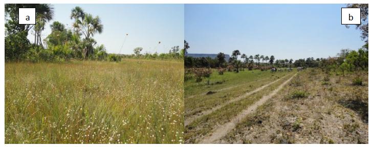 Área de Campo Limpo Úmido associada à Vereda no PEJ; a) Campo Limpo Úmido com presença de capim dourado no ano 2011; e b) Campo Limpo Úmido com presença de gado no ano 2012