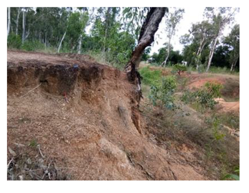 Formation of duri crusts in tropical laterite regions prevents growth of vegetation cover. Sriniketan Birbhum India
