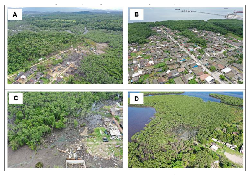 Set of oblique (panoramic) photographs of some patches of Mangrove. Mangrove 1 (A), Mangrove 4 (B), Mangrove 11 (C), Mangrove 20 (D).