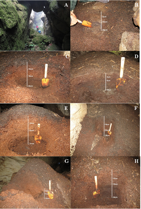 Deposits 1, 2, 3, 4, 5, 6 and 7 of guano collected in the Centenrio da Serra do Caraa.