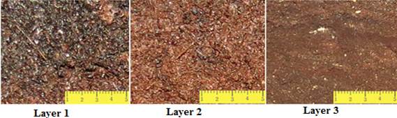 Homogenization of the layers of guano in depth. Fresh Guano (1), more decomposed guano (2) and sapric guano material (3).