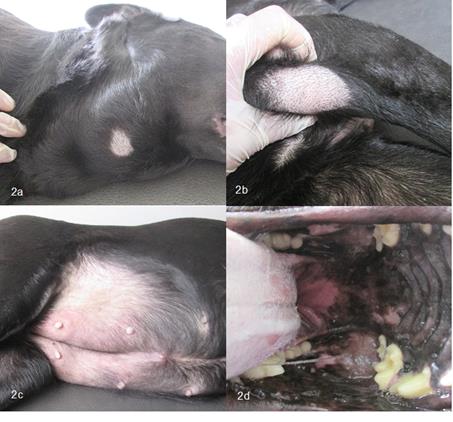 (a) Masas en regi&oacute;n submandibular. (b) N&oacute;dulos popl&iacute;teos aumentados de tama&ntilde;o. (c) mamas aumentadas de tama&ntilde;o y con cambios inflamatorios. (d) T&oacute;nsilas aumentadas de tama&ntilde;o.