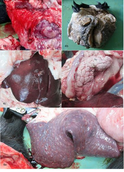 (a) n&oacute;dulos linf&aacute;ticos popl&iacute;teos con severo aumento de tama&ntilde;o, consistencia semidura al corte, coloraci&oacute;n beige entremezclada con &aacute;reas rojo-negruzco. (b) Masa de localizaci&oacute;n cervical correspondiente a los n&oacute;dulos linf&aacute;ticos cervicales. (c) H&iacute;gado, con moderado aumento del tama&ntilde;o. (d) P&aacute;ncreas de aspecto p&aacute;lido y moderado aumento de tama&ntilde;o. (e) Bazo con, bordes irregulares y m&uacute;ltiples focos blanquecinos en la superficie con distribuci&oacute;n multifocal.