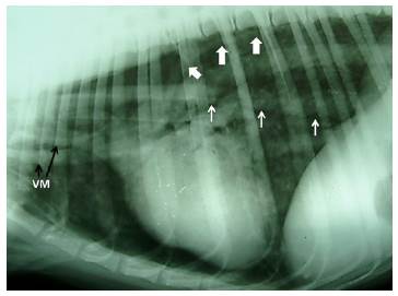 Radiograf&iacute;a de t&oacute;rax en incidencia lateral derecha con neumot&oacute;rax y neumomediastino. Hay elevaci&oacute;n de la silueta cardiaca, incremento de la radiolucidez del t&oacute;rax y una delimitaci&oacute;n acentuada de la pared de la tr&aacute;quea. El mediastino craneal tiene una apariencia heterog&eacute;nea y se identifican los vasos mediast&iacute;nicos (VM) como estructuras individuales. Otras estructuras propias del mediastino como el es&oacute;fago (flechas blancas gruesas) y la vena &aacute;cigos (flechas blancas delgadas), se observan por la presencia de aire.