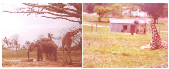 Ejemplares de elefantes africanos (Loxodonta africana) y jirafas (Giraffa camelopardalis) en la hacienda N&aacute;poles. Fotograf&iacute;as: Mily Yoana Blanco Aranzazu, Puerto Triunfo - Antioquia, 1983.
