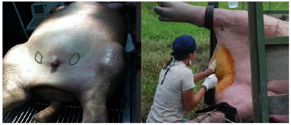 Restricci&oacute;n qu&iacute;mica y procesos quir&uacute;rgicos. Orquiectom&iacute;a de hipop&oacute;tamos en Colombia (Fotograf&iacute;as: Jorge Caro L&oacute;pez, 2016).