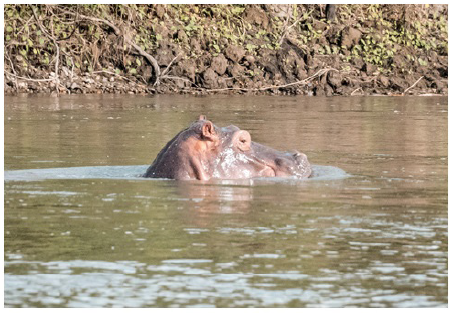 Ejemplar de hipop&oacute;tamo (Hippopotamus amphibius) en un r&iacute;o de Colombia. Fotograf&iacute;a: Luis Felipe Agudelo Giraldo, Cocorn&aacute; Antioquia, 2018.