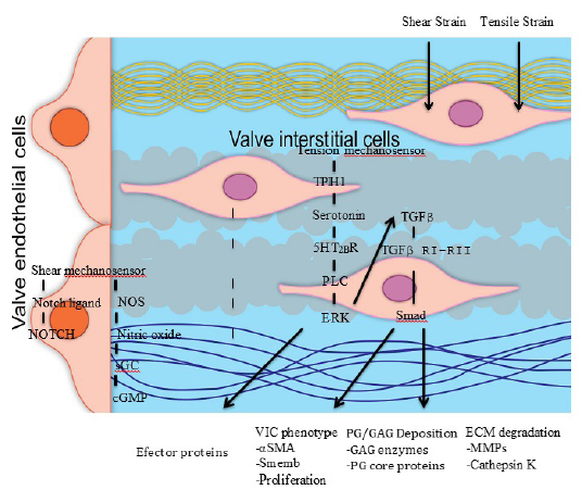 Signalling pathways of MMVD. Abbreviations. Neurogenic locus notch homolog protein (NOTCH), nitric oxide synthetase (NOS), soluble guanylate cyclase (sGC), Cyclic guanosine monophosphate (cGMP), tryptophan hydroxylase 1 (TPH 1), serotonin type 2B receptor (5HT2BR), phospholipase C (PLC), extracellular-signal regu-lated kinase (ERK), transforming growth factor β (TGFβ), Receptor I (RI), Receptor II (RII), mother against decantaplegic homolog (Smad), smooth muscle actin (αSMA), non-muscle embryonic myosin (Smemb), glycosaminoglycan (GAG), proteoglycan (PG), matrix metalloproteinases (MMPs).