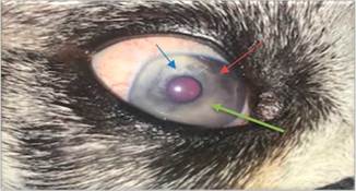 Se observa miosis (flecha azul), rubeosis y cambio de coloración (flecha roja), y conformación del iris a nivel medial (flecha verde), sugerente de uveítis anterior.