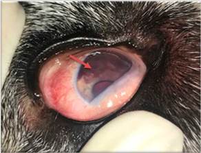 Se observa marcada inflamación intraocular con cambios significativos a nivel de iris (flecha roja), sospechosos de neoplasia.