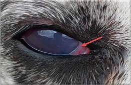 Pupila dilatada, y congestión escleral y conjuntival (flecha roja). Signos de Glaucoma.