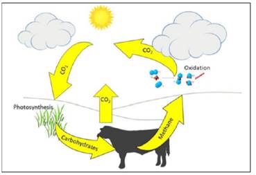 La producci&oacute;n de metano por el ganado es parte de un ciclo de carbono natural donde el metano se oxida en la atm&oacute;sfera durante un per&iacute;odo de a&ntilde;os convirtiendo el carbono en di&oacute;xido de carbono (CO2) que puede ser fijado a trav&eacute;s del crecimiento de las plantas para formar carbohidratos en los alimentos. Dentro de este ciclo no hay impacto a largo plazo en el clima si las emisiones de metano y la oxidaci&oacute;n est&aacute;n en equilibrio. 