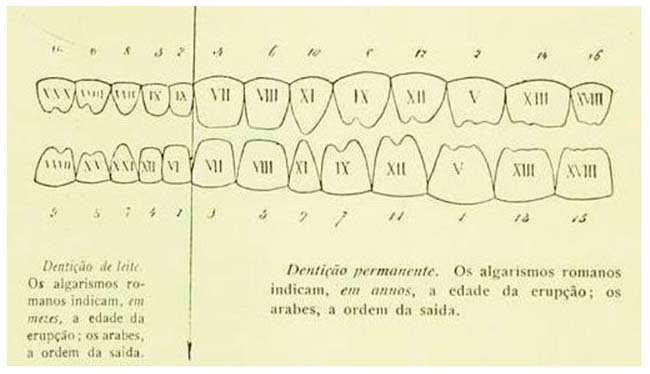 Appearance scheme of the teeth.