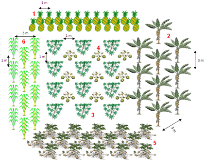 Distribución de cultivos en la sementera. Distribución de una sementera para el mejor aprovechamiento de nutrientes del suelo, protección vegetal de insectos que causan daños y manejo de la misma. En la gráfica vemos las siguientes especies: 1. Piña; 2. Plátano; 3. Yuca dulce; 4. Sandía; 5. Batata; 6. Maíz. Las densidades de siembra son el resultado de mucho tiempo de adaptación de dichos cultivos a esos manejos con procesos de repetición y observación en las pruebas de ensayos de acierto y error (Monje-Carvajal, 2011).
