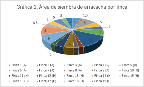 rea de siembra de arracacha por finca