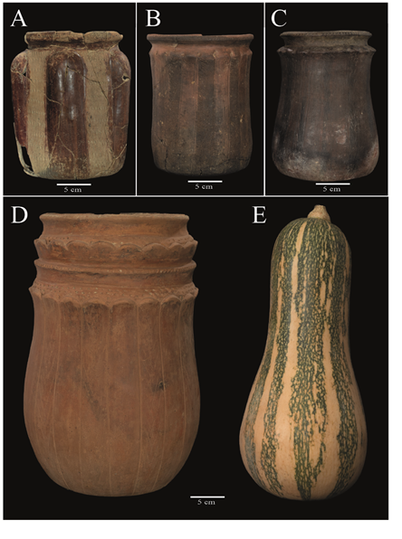 Grupo I: Cucurbita moschata (Cucurbitaceae)