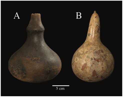 Grupo II: Lagenaria siceraria (Cucurbitaceae)