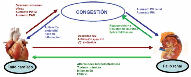 Mecanismos fisiopatológicos de la congestión y consecuencias cardio-renales. GC: gasto cardíaco. Na: sodio.