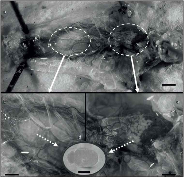 a, Infección
de categoría Muy Fuerte. Varias zonas del tracto digestivo de Dichroplus elongatus están ocupadas por gamontes de Gregarina ronderosi (escala: 5 mm); b, detalle de los
tractos digestivos medio y c, anterior (escala: 2,5 mm); d, detalle de un gamonte de G. ronderosi (escala:
100 μm).
