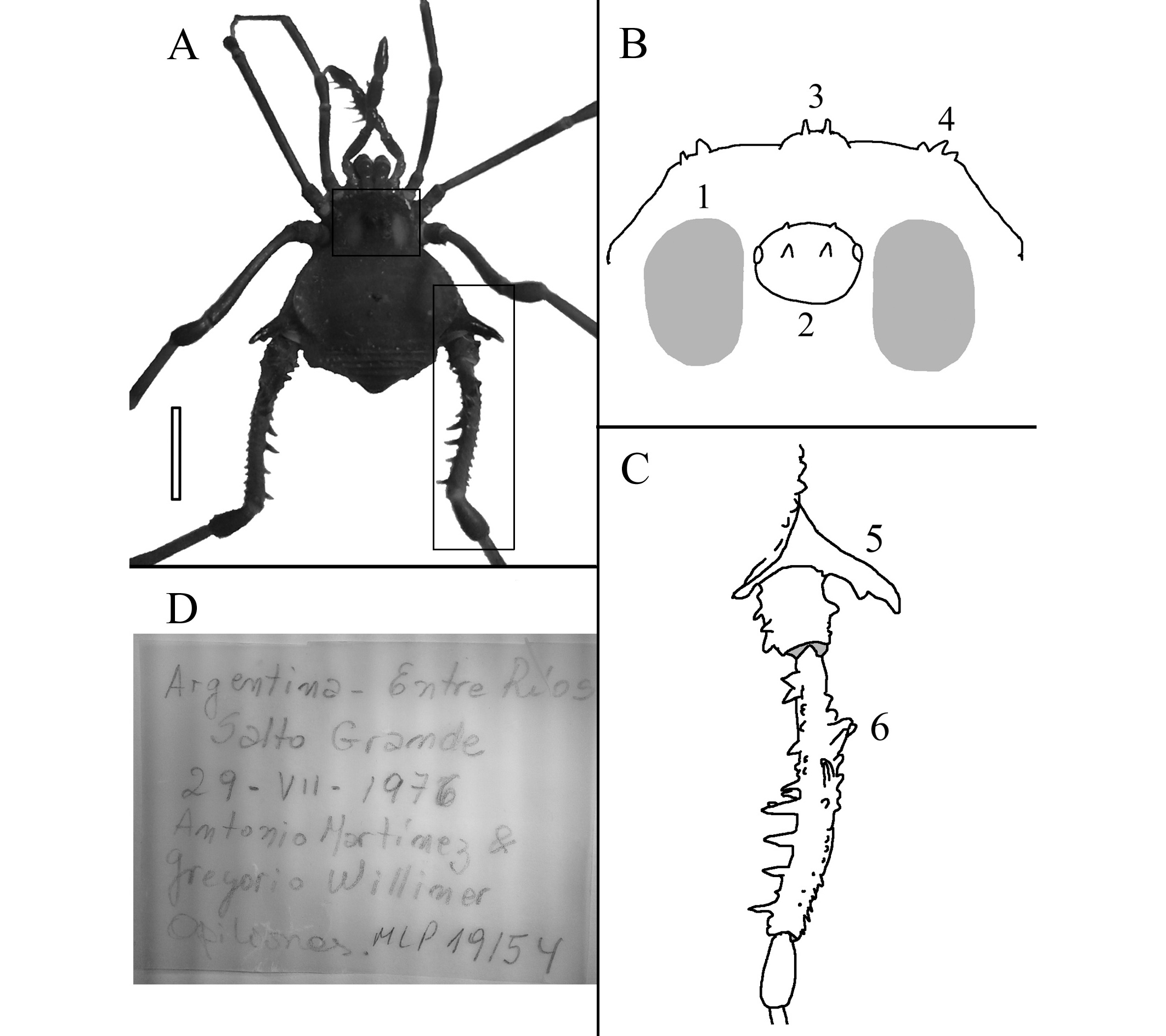 Fig.
1. Macho
de Parampheres bimaculatus
(MLP-Ar19154) y etiqueta del lote. Escala= 5mm. Vista dorsal (A). Detalle del
prosoma (B): 1- manchas claras a ambos lados del oculario; 2- tub&eacute;rculos del
oculario; 3- elevaci&oacute;n anterior central del prosoma; 4- &aacute;ngulos anteriores del
prosoma. Detalle de la pata IV derecha (C): 5- ap&oacute;fisis prolateral de la coxa
IV; 6- espinas densamente agregadas del f&eacute;mur IV. Etiqueta (D).