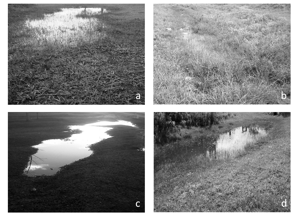 Fig. 1. Pictures of some of the temporary ponds sampled in Corrientes Province. Pond:
a) No. 5; b) No. 7; c) No. 8; d) No. 2. 