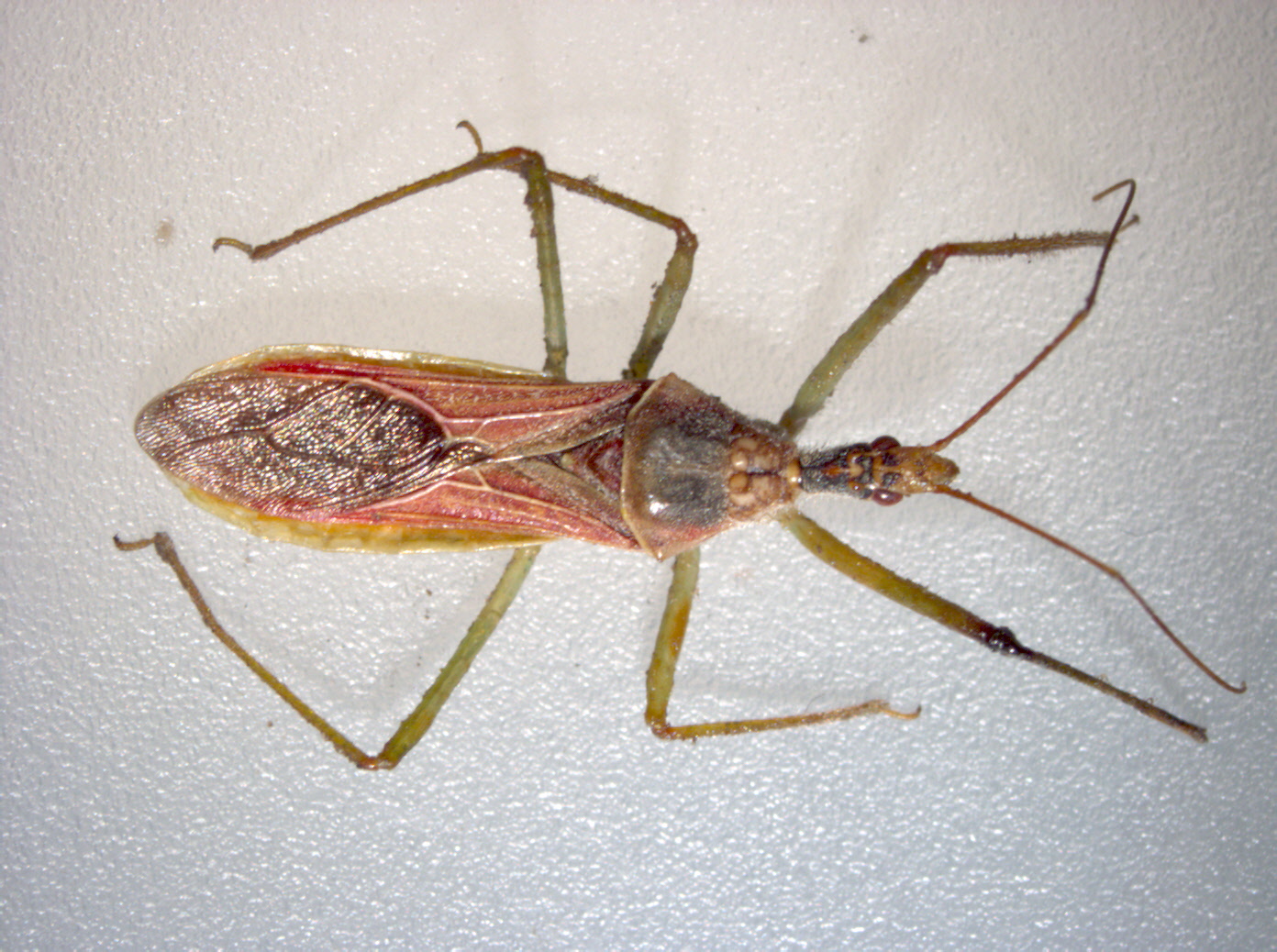 Female individual of Zelus renardii.