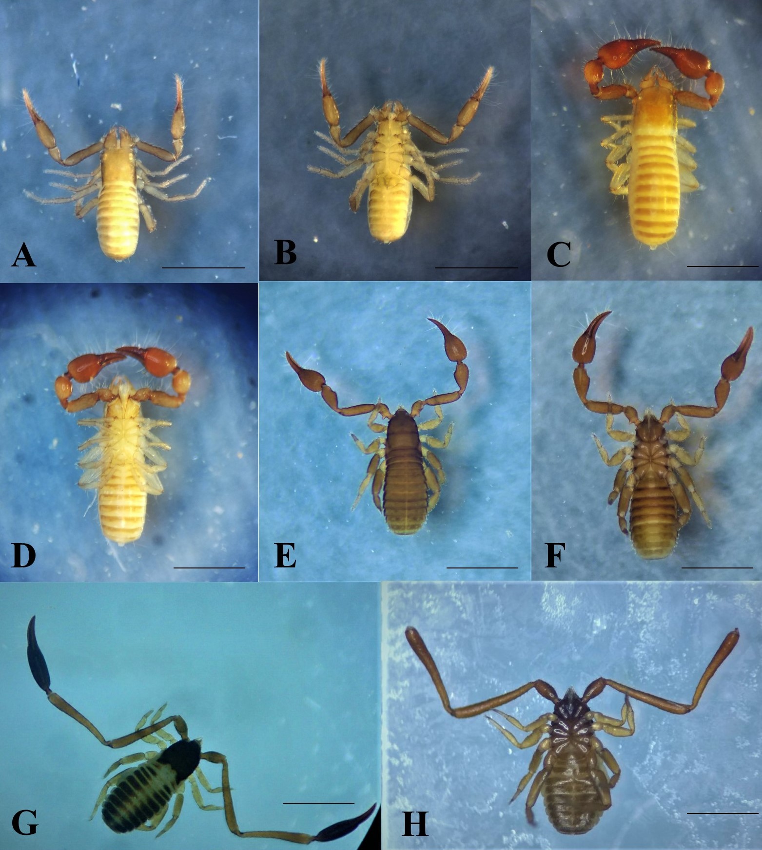 A, Tyrannochthonius amazonicus (Vista dorsal). B, Tyrannochthonius amazonicus (Vista ventral). C, Ideobisium
chapmani Muchmore (Vista dorsal). D, Ideobisium chapmani Muchmore (Vista ventral). E, Cacodemonius satanas (Vista
dorsal). F, Cacodemonius satanas (Vista ventral). G, Dolichowithius longichelifer (Vista dorsal). H, Dolichowithius longichelifer
(Vista ventral, pinzas ausentes). Figs. A-C, escala=0,5 mm. Figs. D-G, escala= 1 mm.