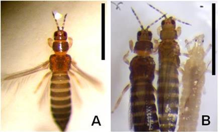 Fig. 2.
Frankliniella brevicaulis Hood. A:
hembra,  B: hembras y larva II 
