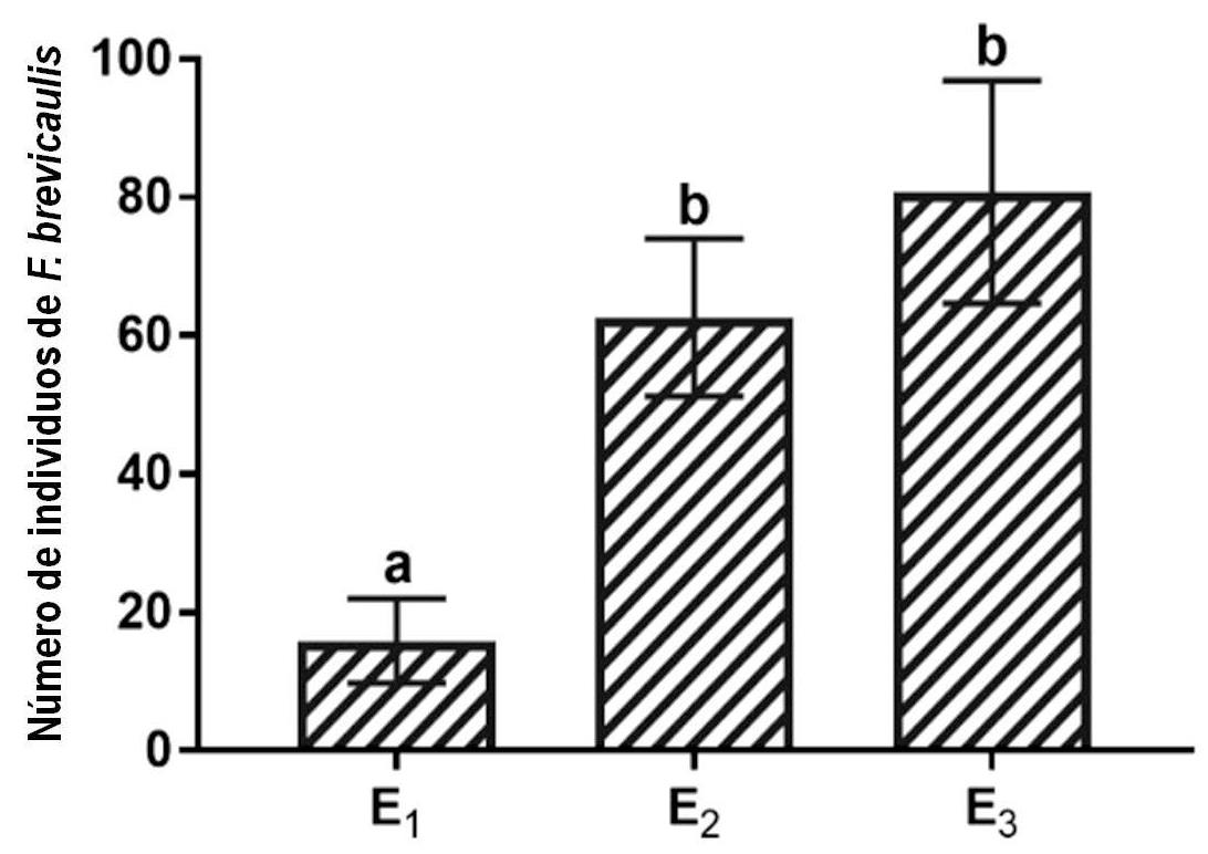 Fig. 3. N&uacute;mero promedio de individuos de
Frankliniella brevicaulis obtenidos a partir del muestreo de
flores por estrato de los racimos de banano  en la localidad de Laguna Naineck (Formosa,
Argentina), en los ciclos 2010-2011 y 2011-2012.