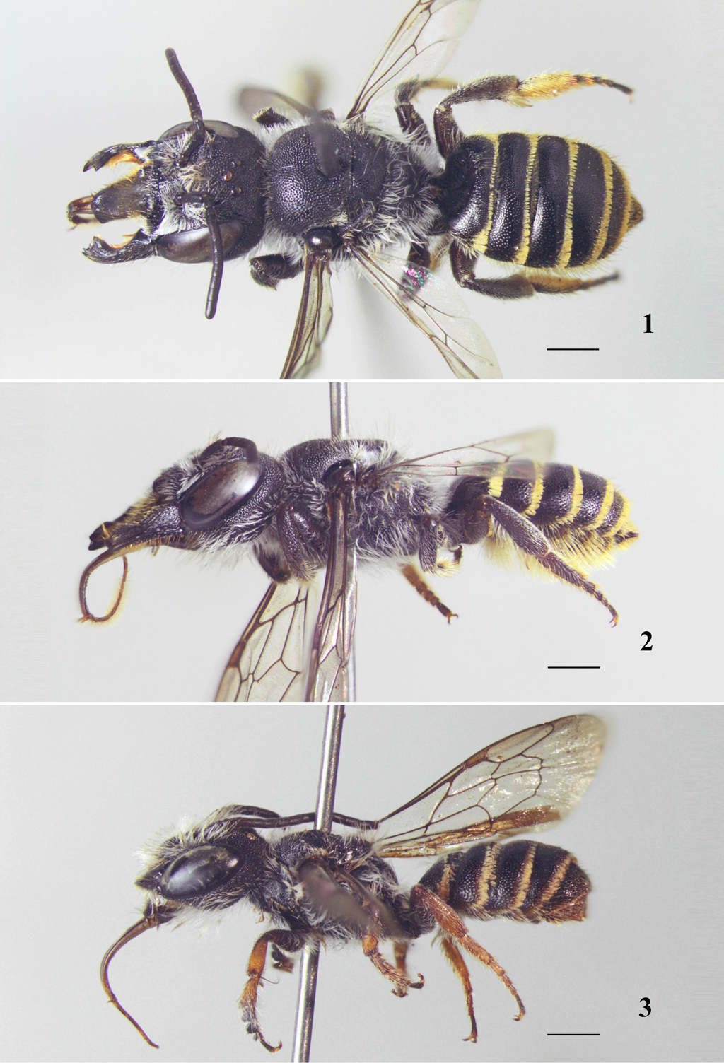 Figs.
1-3. Megachile (Chelostomoides) anillaco n. sp. 1,
female holotype, habitus, dorsal view; 2, female holotype, habitus, lateral
view; 3, male, habitus, lateral view. 