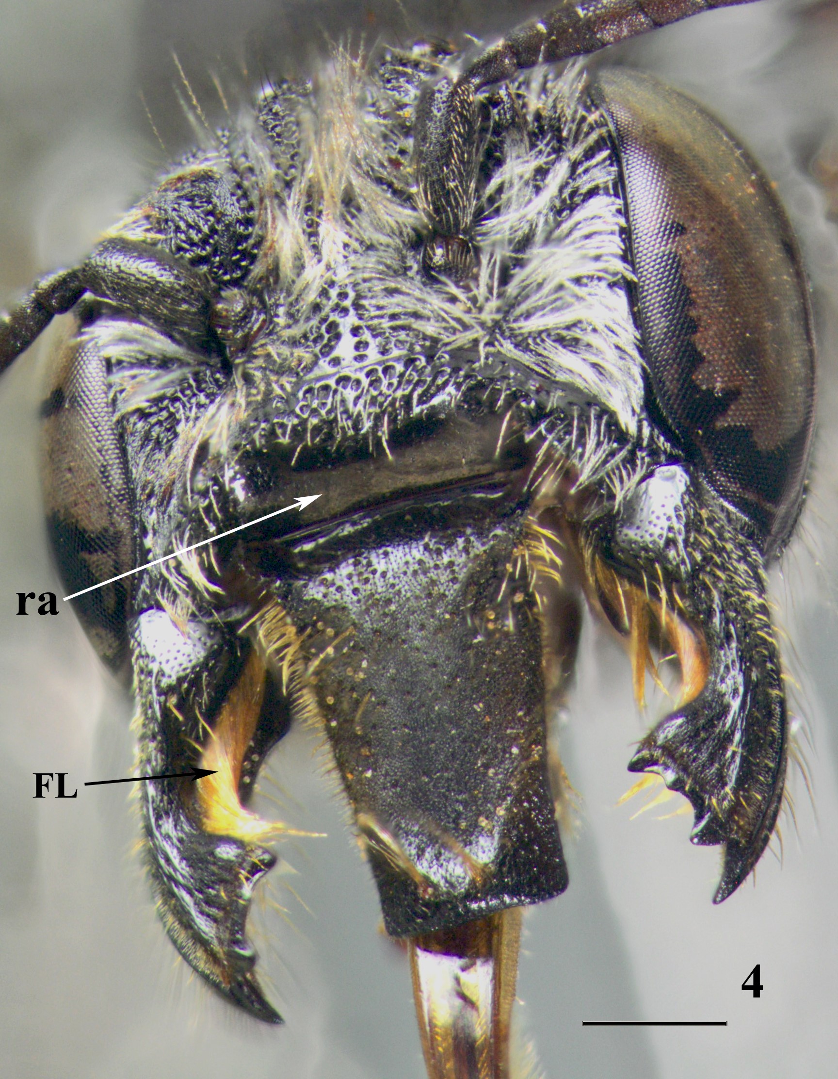 Fig.
4. Megachile (Chelostomoides) anillaco n. sp., female
holotype, anteroventral view of head.