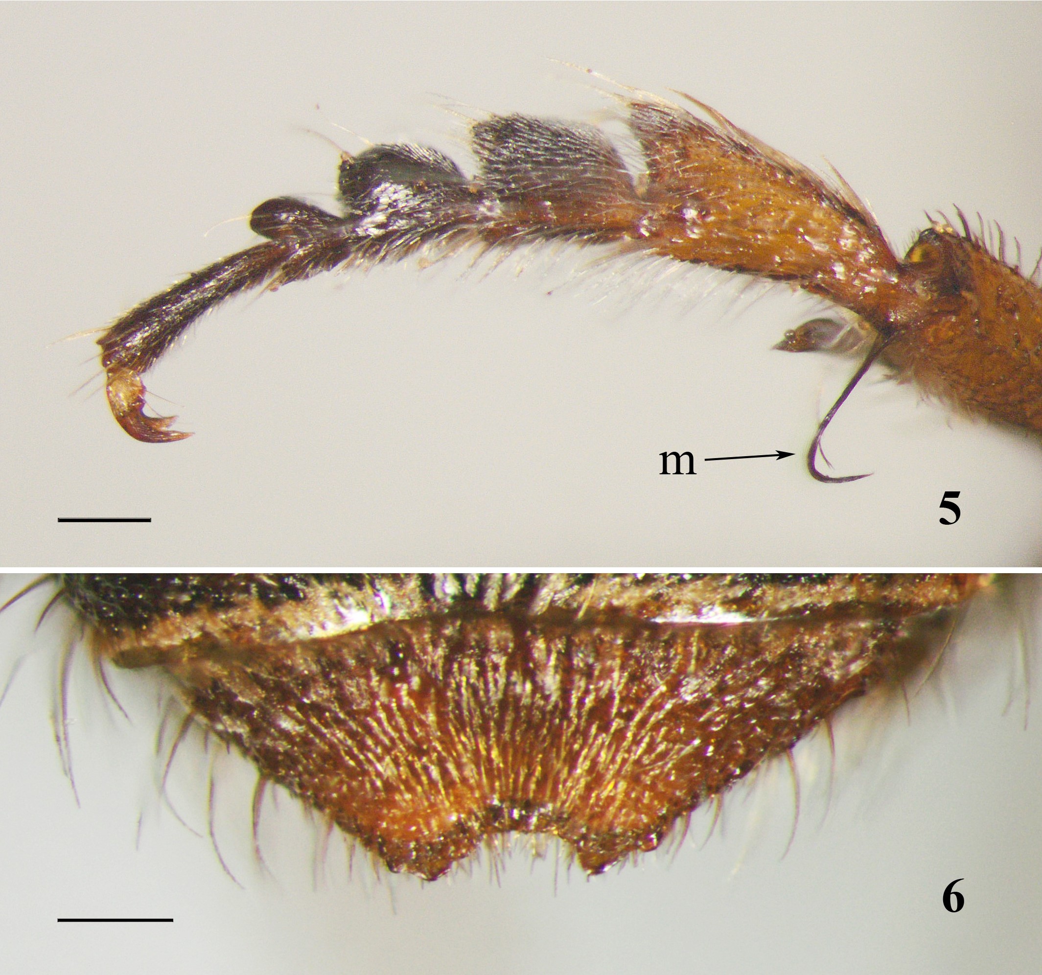 Figs.
5-6. Megachile (Chelostomoides) anillaco n. sp., male. 5, male, front tarsus, outer surface (m, mastigion, specialized tuft of
hairs); 6, male, sixth metasomal tergum, dorsal view.

