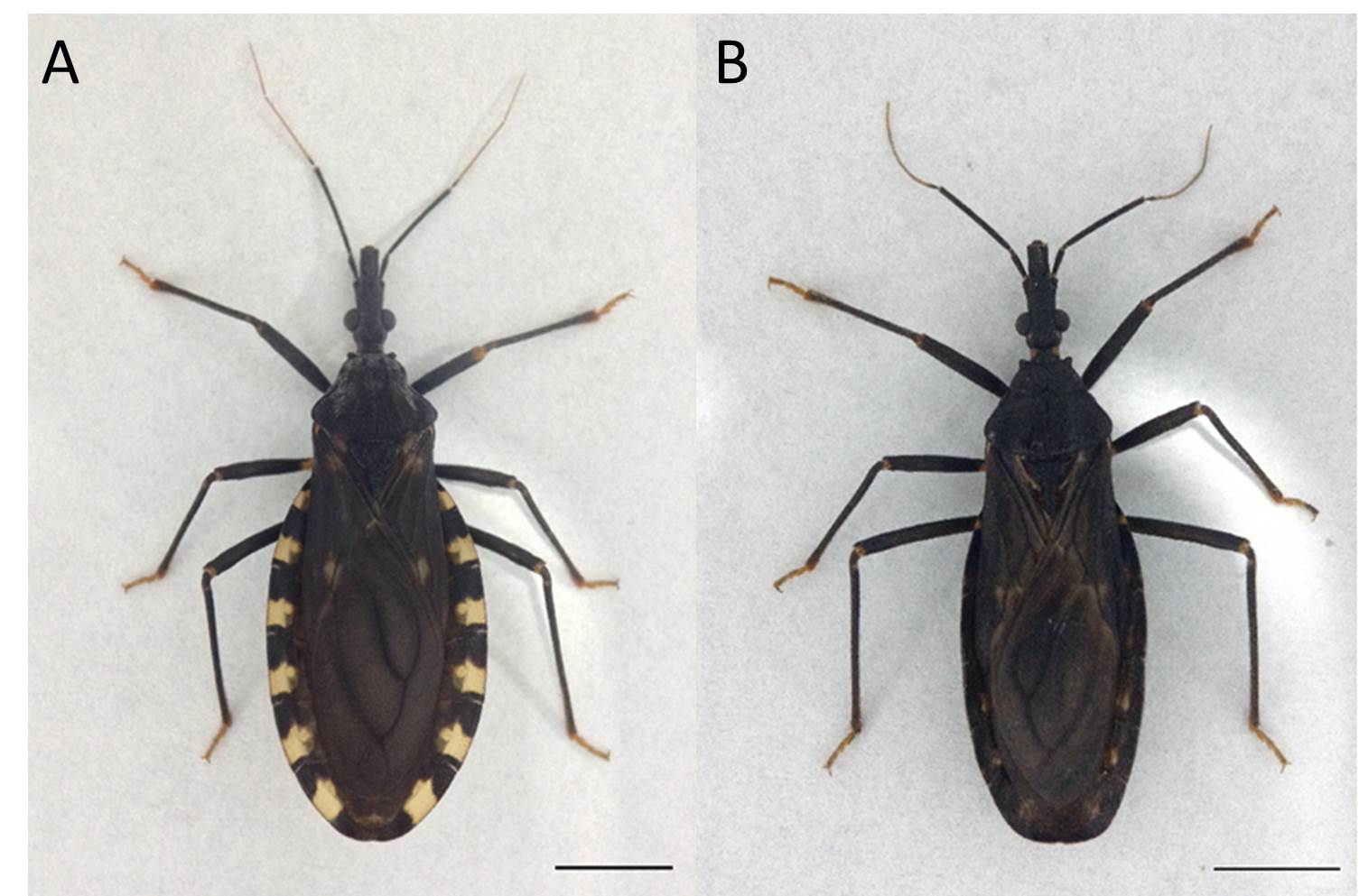 Fig. 1. External appearance of the male of Triatoma infestans. A. typical chromatic pattern; B. dark chromatic pattern