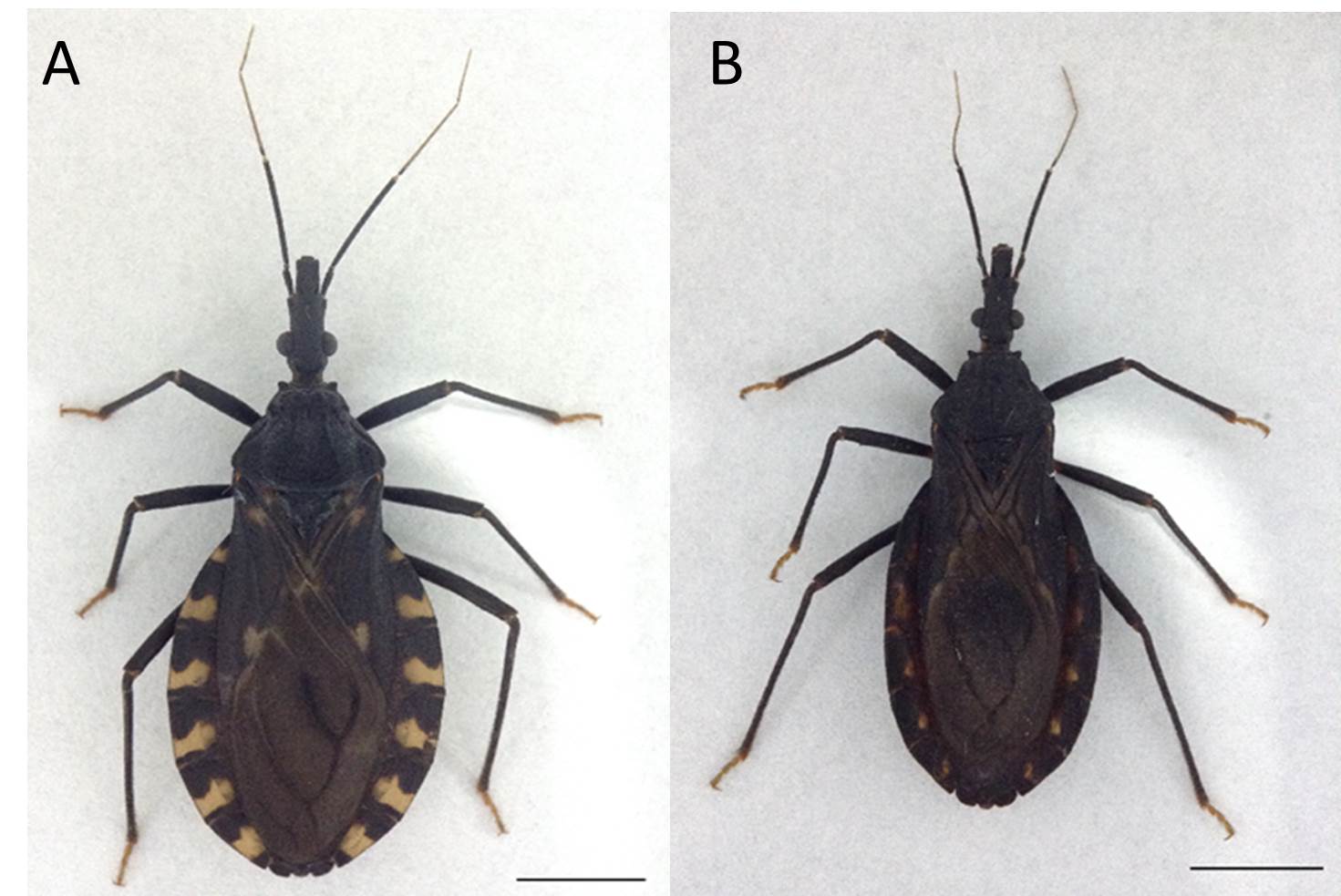 Fig. 2. External appearance of the female of Triatoma infestans. A. typical chromatic pattern; B. dark chromatic pattern
