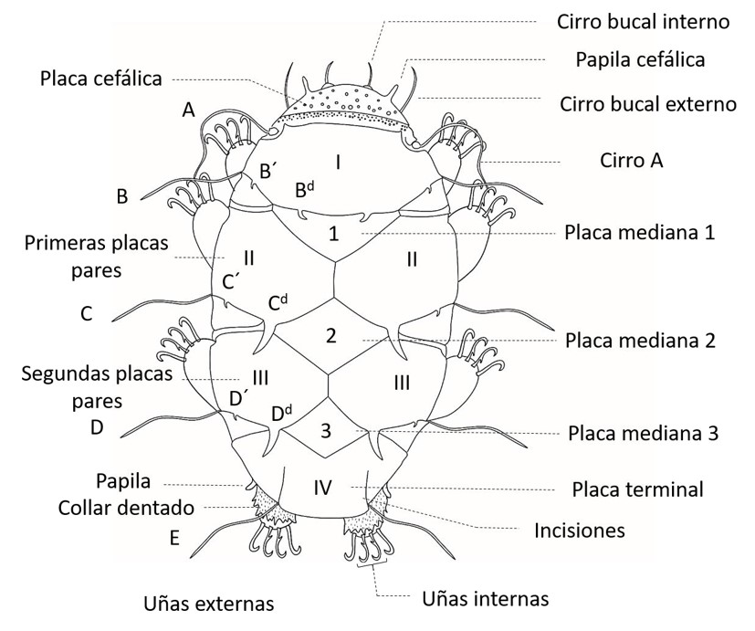 Fig. 1. Esquema general de un heterotardígrado