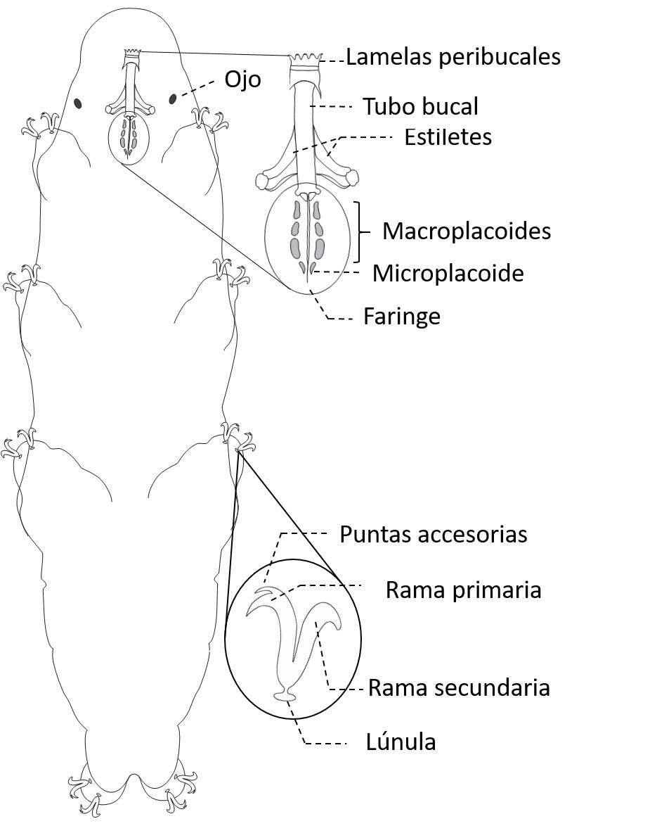 Fig. 2. Esquema general de un eutardígrado.