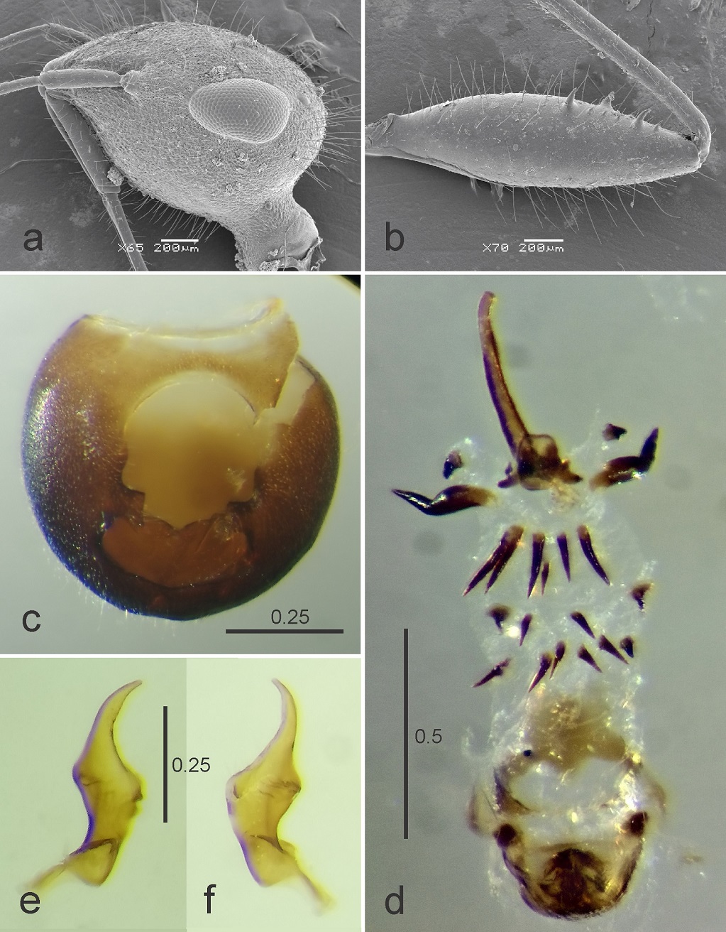 Fig. 1. Shinckadunus mesopotamicus (Dellap&eacute; & Melo, 2005) gen. nov., comb. nov. (a) Head, lateral view. (b) Profemur. (c) Pygophore, dorsal view. (d) Aedeagus. (e) Right paramere, inner view. (f) Right paramere, outer view.