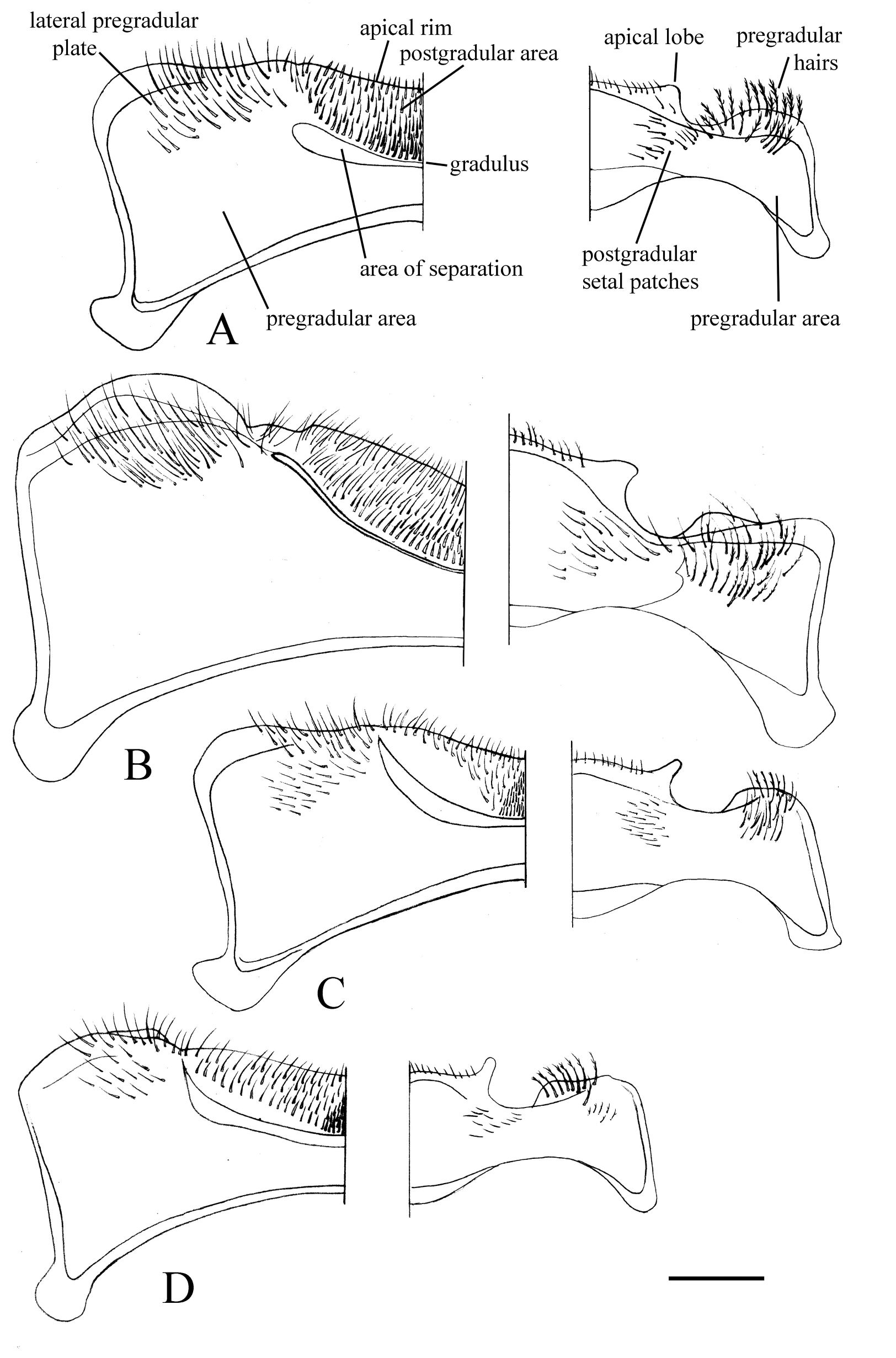 Fig. 1. Male metasomal sterna 5 (left half) and 6 (right half) in ventral views. A. M. infima. B. M. jenseni. C. M. ctenophora. D. M. vagata.