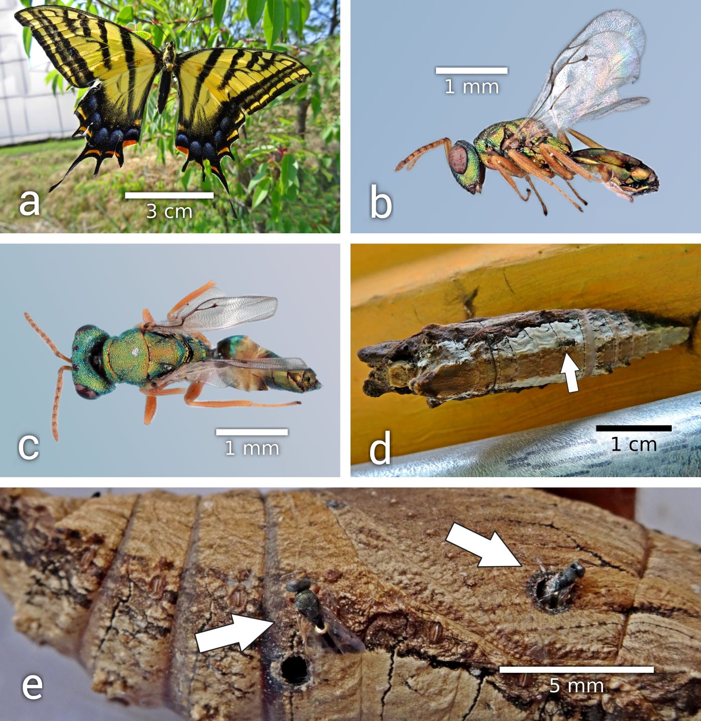 Fig. 1. Pteromalus puparum - Pterourus multicaudatus parasitoid - host complex. a. Pterourus multicaudatus. b. Pteromalus puparum male, lateral view. c. Pteromalus puparum female, dorsal view. d. Parasitized pupa of P. multicaudatus. e. Parasitoids emerging from a P. multicaudatus pupa. 