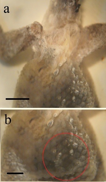 Fig. 2. Spider bite to the gecko. a. Possible dermonecrotic effects of Sicarius thomisoides venom on gecko tissue. b. Enlarged view of the bite area. 