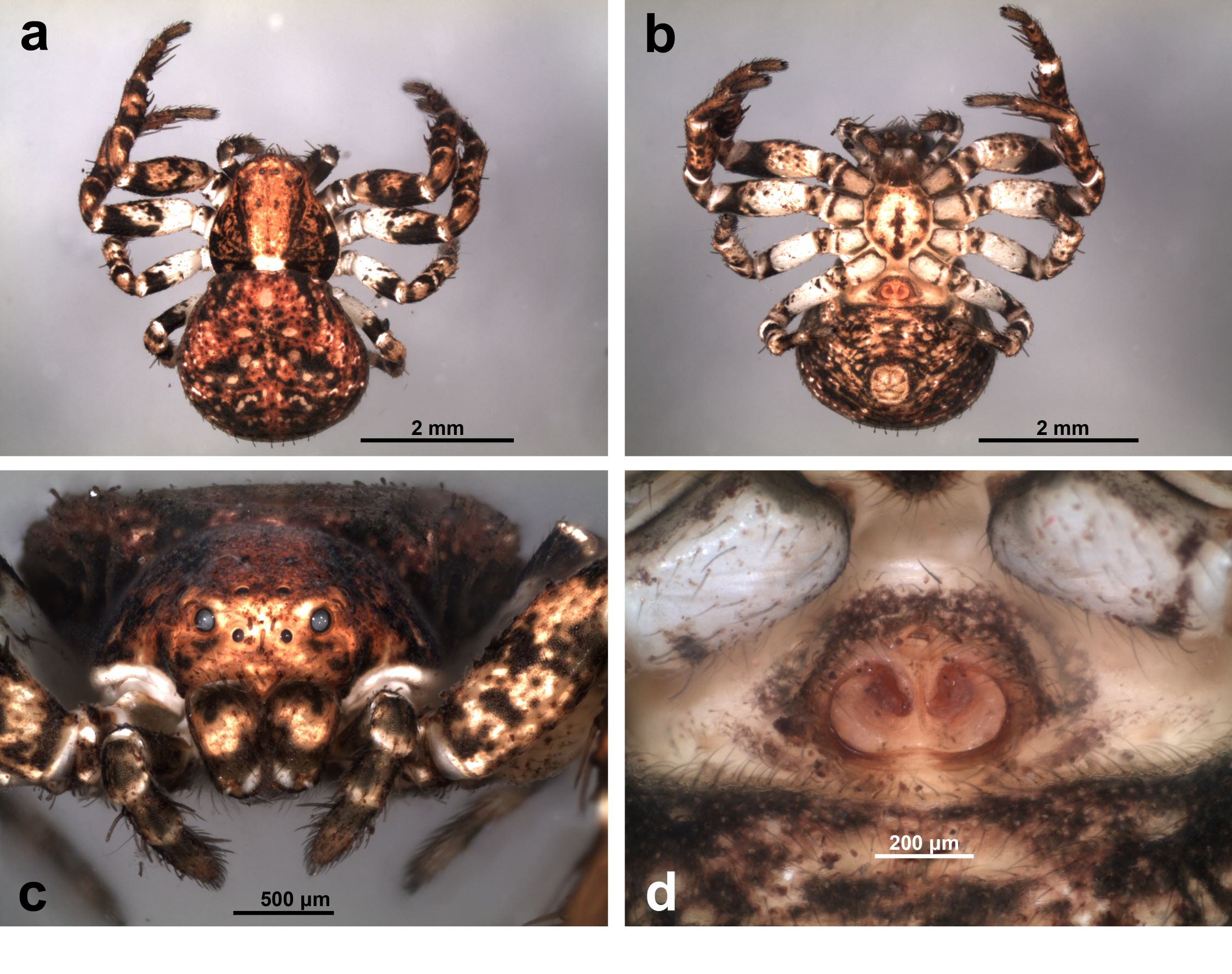 Fig. 2. Ozyptila praticola (female MACN-Ar 40474).  a. Habitus dorsal view, b. Same, ventral view, c. Carapace, anterior view, d. Epigynum, ventral view.